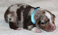 Carter, a male Australian Shepherd for sale in Cookeville, TN – 4 of 10