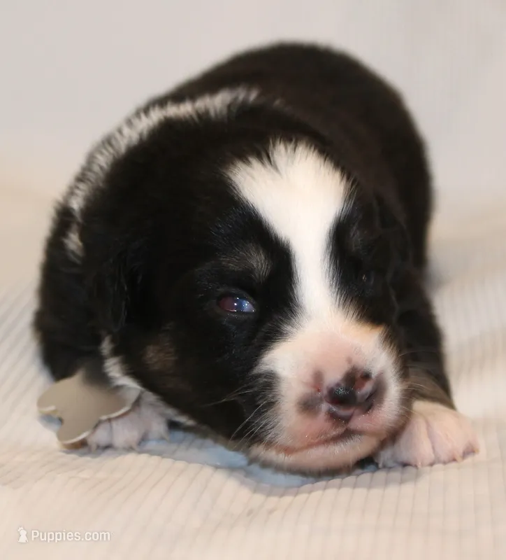 trooper – Australian Shepherd puppy for sale in Cookeville, TN