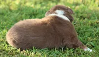 springer, a male Australian Shepherd for sale in Cookeville, TN – 3 of 9