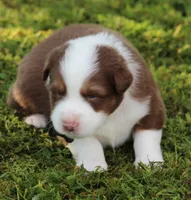 Scout, a male Australian Shepherd for sale in Cookeville, TN – 8 of 9