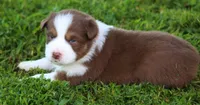 Pearl, a female Australian Shepherd for sale in Cookeville, TN – 4 of 9