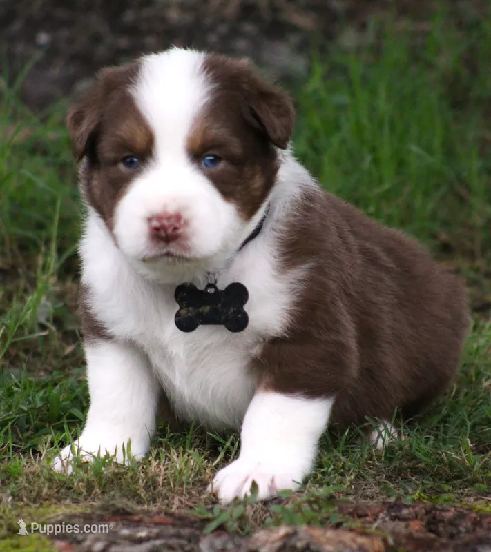 Scout – Australian Shepherd puppy for sale in Cookeville, TN