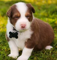 Scout, a male Australian Shepherd for sale in Cookeville, TN – 2 of 9