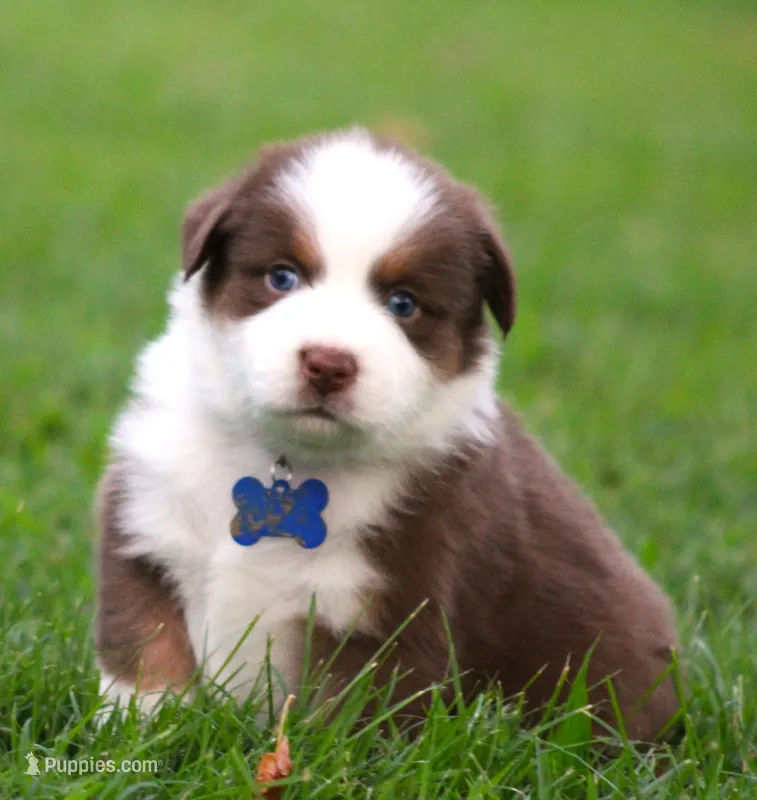 Shane – Australian Shepherd puppy for sale in Cookeville, TN