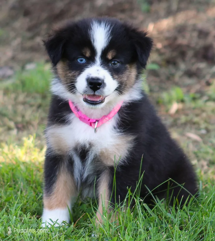 Layla – Australian Shepherd puppy for sale in Cookeville, TN