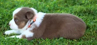 Pearl, a female Australian Shepherd for sale in Cookeville, TN – 7 of 9