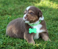 Kinsey, a female Australian Shepherd for sale in Cookeville, TN – 3 of 10