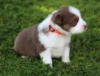 Pearl, a female Australian Shepherd for sale in Cookeville, TN – 9 of 9