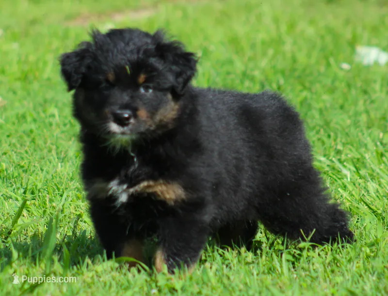 Jackson – Australian Shepherd puppy for sale in Cookeville, TN