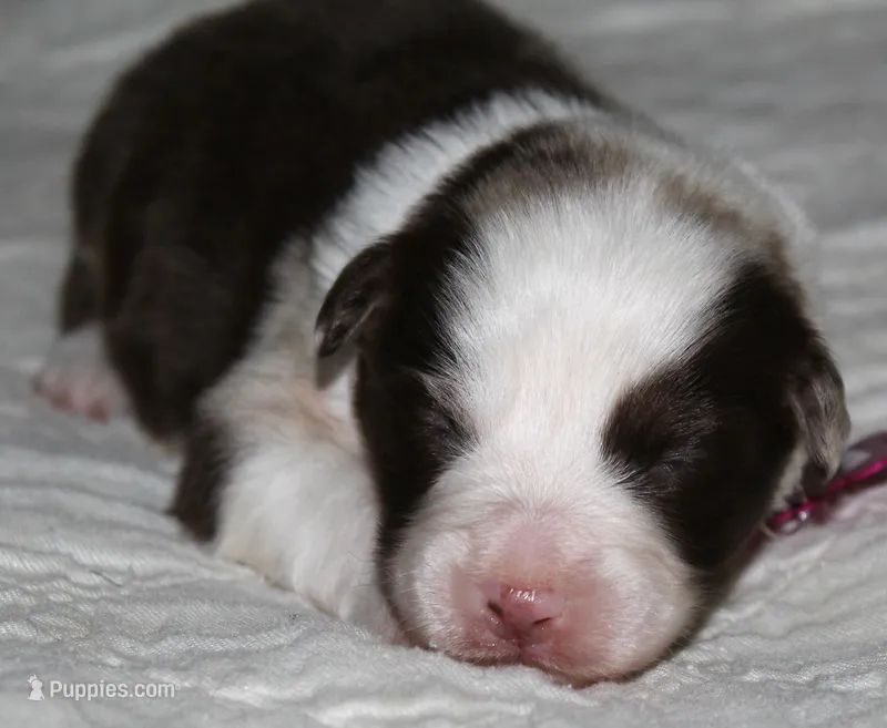 Charlotte – Australian Shepherd puppy for sale in Cookeville, TN