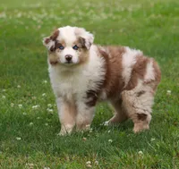 Maggie May, a female Australian Shepherd for sale in Cookeville, TN – 8 of 10