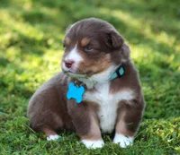 Shelby, a female Australian Shepherd for sale in Cookeville, TN – 1 of 8