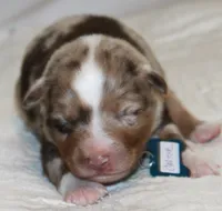 Carter, a male Australian Shepherd for sale in Cookeville, TN – 1 of 10