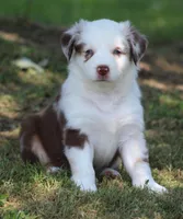 Roxy, a female Australian Shepherd for sale in Cookeville, TN – 2 of 10