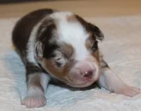 Alex, a male Australian Shepherd for sale in Cookeville, TN – 5 of 9