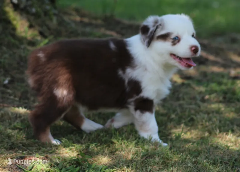 Roxy – Australian Shepherd puppy for sale in Cookeville, TN
