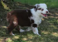 Roxy, a female Australian Shepherd for sale in Cookeville, TN – 1 of 10
