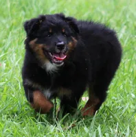 Jackson, a male Australian Shepherd for sale in Cookeville, TN – 3 of 9
