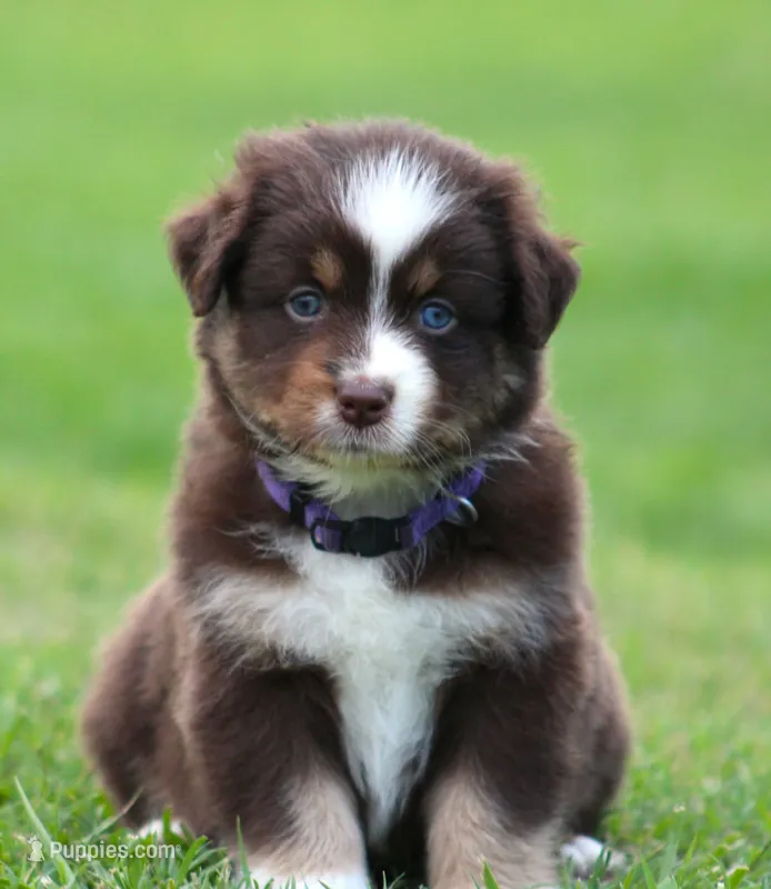 Gracie – Australian Shepherd puppy for sale in Cookeville, TN
