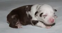 Roxy, a female Australian Shepherd for sale in Cookeville, TN – 6 of 10
