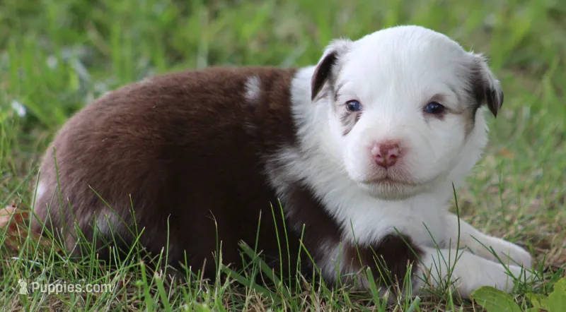 Roxy – Australian Shepherd puppy for sale in Cookeville, TN
