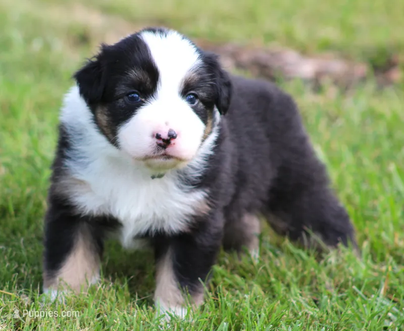 Josie – Australian Shepherd puppy for sale in Cookeville, TN