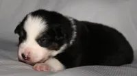 Jenna, a female Australian Shepherd for sale in Cookeville, TN – 7 of 9