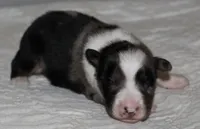 Savannah, a female Australian Shepherd for sale in Cookeville, TN – 7 of 10