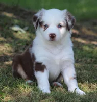 Roxy, a female Australian Shepherd for sale in Cookeville, TN – 10 of 10