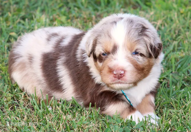Carter – Australian Shepherd puppy for sale in Cookeville, TN