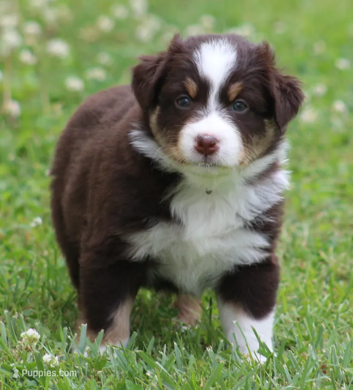 Harlie – Australian Shepherd puppy for sale in Cookeville, TN