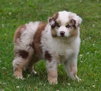 Maggie May, a female Australian Shepherd for sale in Cookeville, TN – 2 of 10