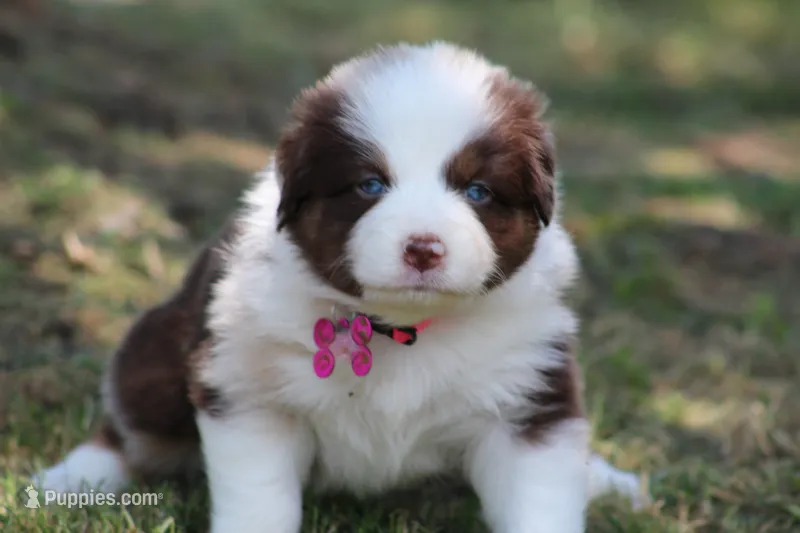 Charlotte – Australian Shepherd puppy for sale in Cookeville, TN