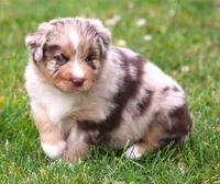 Fancy, a female Australian Shepherd for sale in Cookeville, TN – Photo 2 of 10