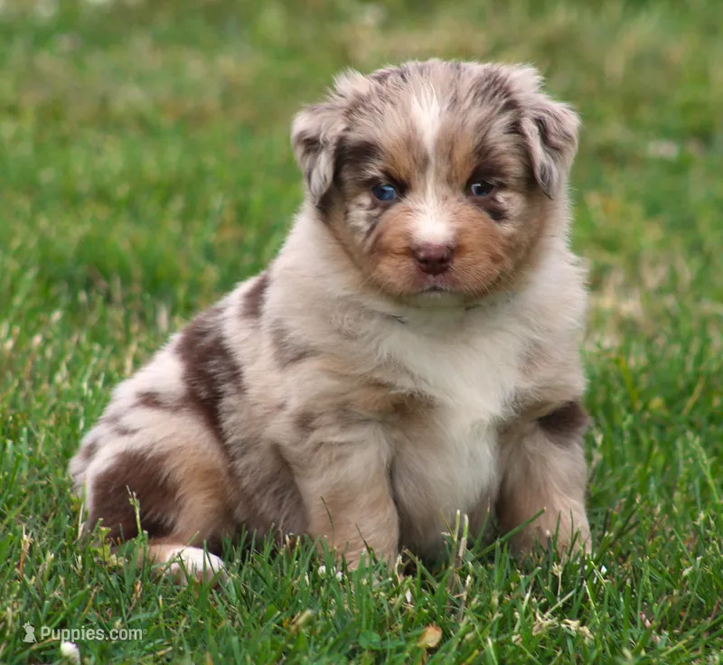 Fancy – Australian Shepherd puppy for sale in Cookeville, TN