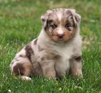 Fancy, a female Australian Shepherd for sale in Cookeville, TN – Photo 1 of 10