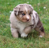 Fancy, a female Australian Shepherd for sale in Cookeville, TN – Photo 3 of 10