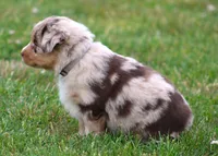 Fancy, a female Australian Shepherd for sale in Cookeville, TN – Photo 9 of 10