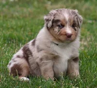 Fancy, a female Australian Shepherd for sale in Cookeville, TN – Photo 6 of 10