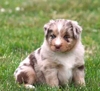 Fancy, a female Australian Shepherd for sale in Cookeville, TN – Photo 10 of 10