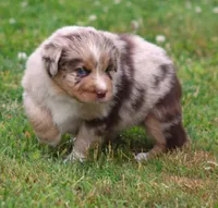 Fancy, a female Australian Shepherd for sale in Cookeville, TN – Photo 4 of 10