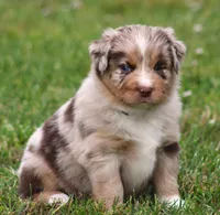 Fancy, a female Australian Shepherd for sale in Cookeville, TN – Photo 8 of 10