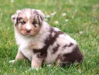 Fancy, a female Australian Shepherd for sale in Cookeville, TN – Photo 7 of 10