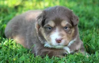 Harper, a female Australian Shepherd for sale in Cookeville, TN – 5 of 7