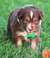 Kinsey, a female Australian Shepherd for sale in Cookeville, TN – 2 of 10
