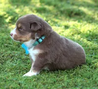 Shelby, a female Australian Shepherd for sale in Cookeville, TN – 7 of 8