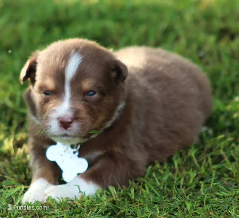 springer – Australian Shepherd puppy for sale in Cookeville, TN