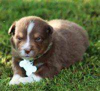 springer, a male Australian Shepherd for sale in Cookeville, TN – 1 of 9