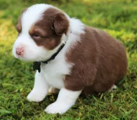 Scout, a male Australian Shepherd for sale in Cookeville, TN – 3 of 9