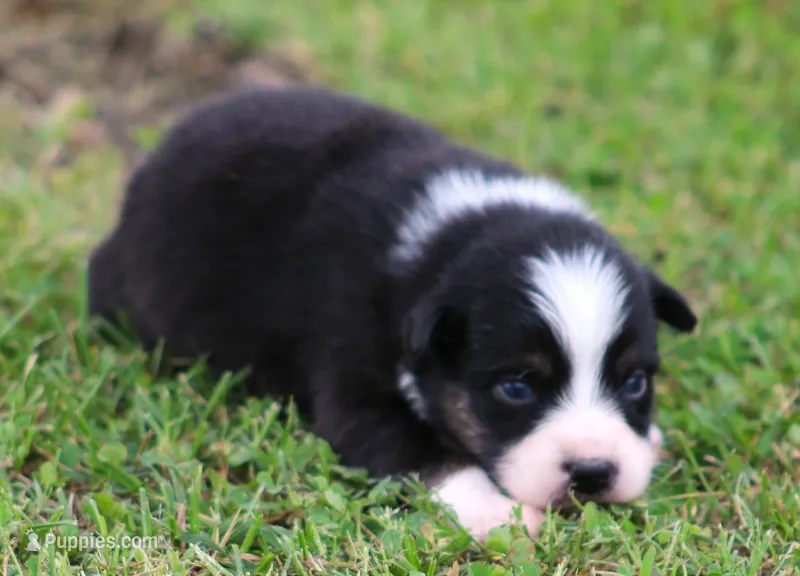 Layla – Australian Shepherd puppy for sale in Cookeville, TN